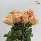 Rose Ohara Uhuru - Caramel Macchiato (10 Stems)
