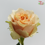 Rose Ohara Uhuru - Caramel Macchiato (10 Stems)