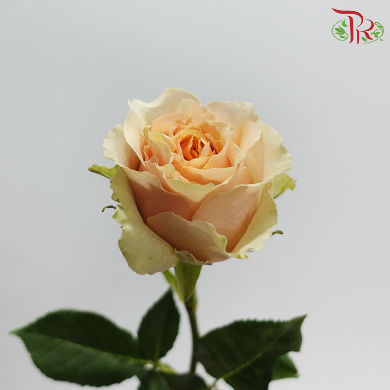 Rose Ohara Uhuru - Caramel Macchiato (10 Stems)