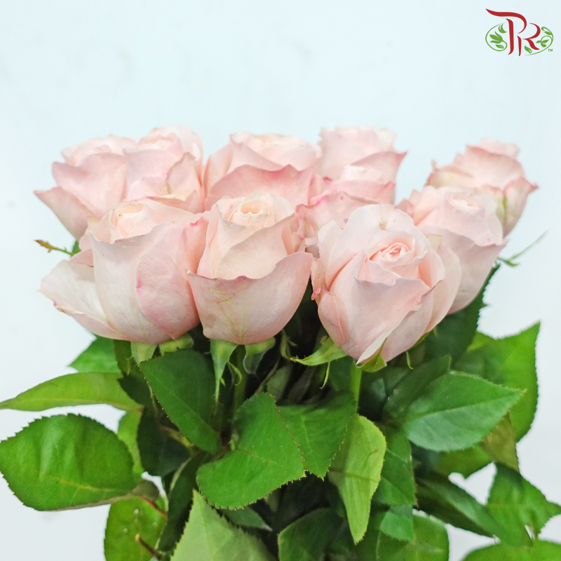 Rose - Catherine Blush (10 Stems)