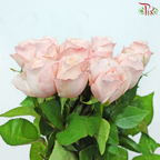 Rose - Catherine Blush (10 Stems)