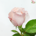 Rose - Catherine Blush (10 Stems)