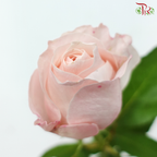 Rose - Catherine Blush (10 Stems)