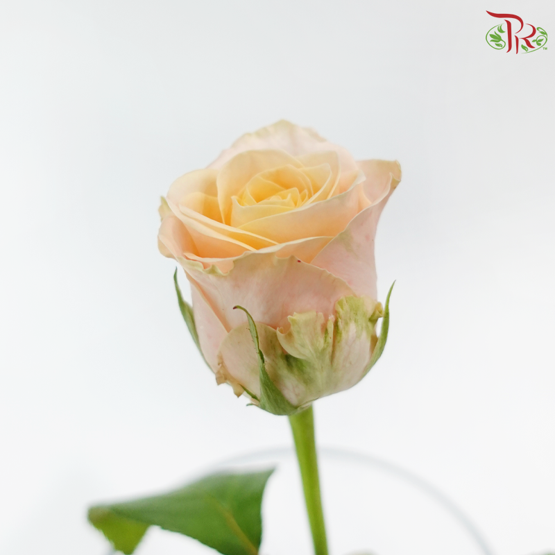 Rose Premium - Champagnier (19-20 stems)