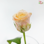 Rose Premium - Champagnier (19-20 stems)