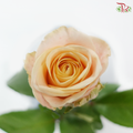 Rose Premium - Champagnier (19-20 stems)