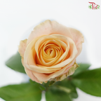 Rose Premium - Champagnier (19-20 stems)