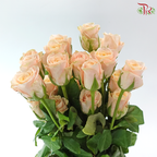 Rose Premium - Champagnier (19-20 stems)