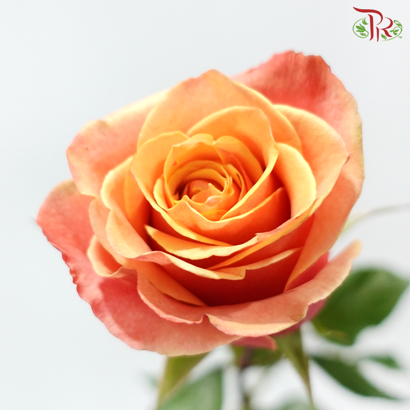 Ceres Rose - Cherry Brandy (10 Stems)