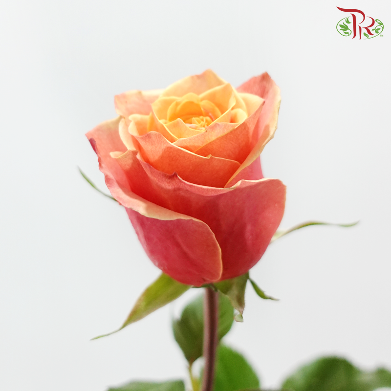 Ceres Rose - Cherry Brandy (10 Stems)