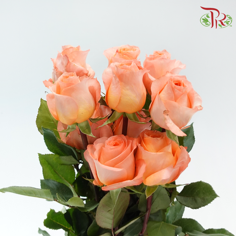 Star Rose - Coral Reef (10 Stems)