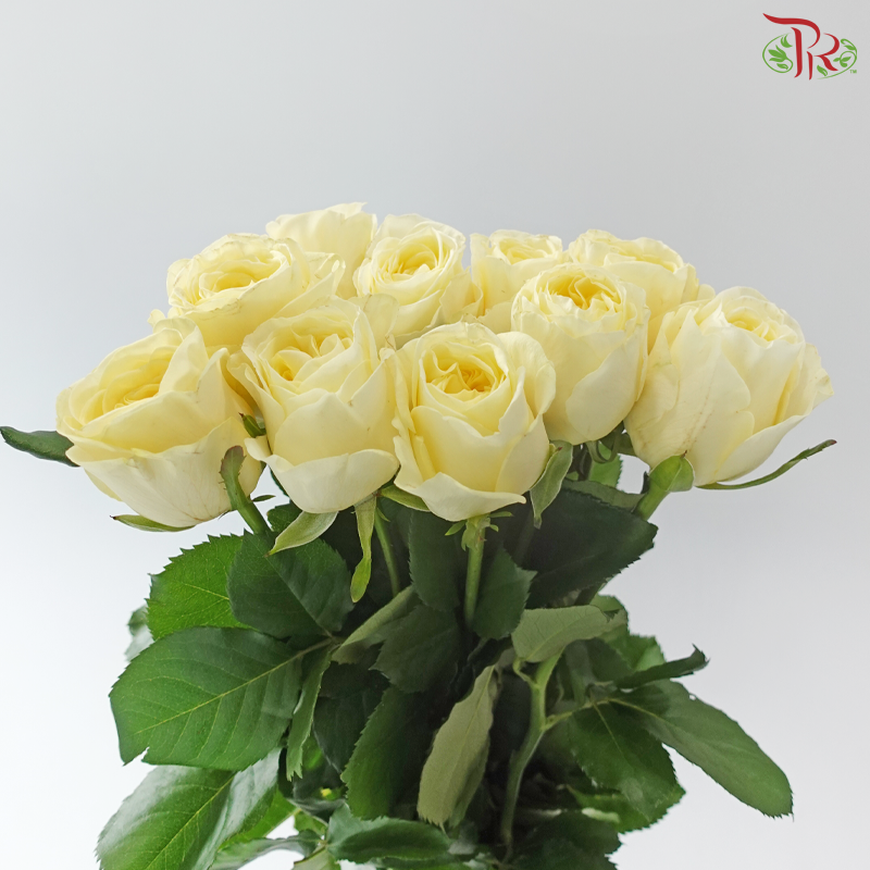 Rose - Feng Xue Zhi Xin 风雪之心 (10 Stems)