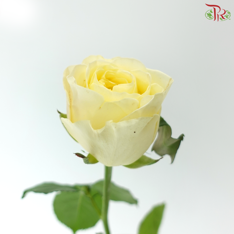 Rose - Feng Xue Zhi Xin 风雪之心 (10 Stems)