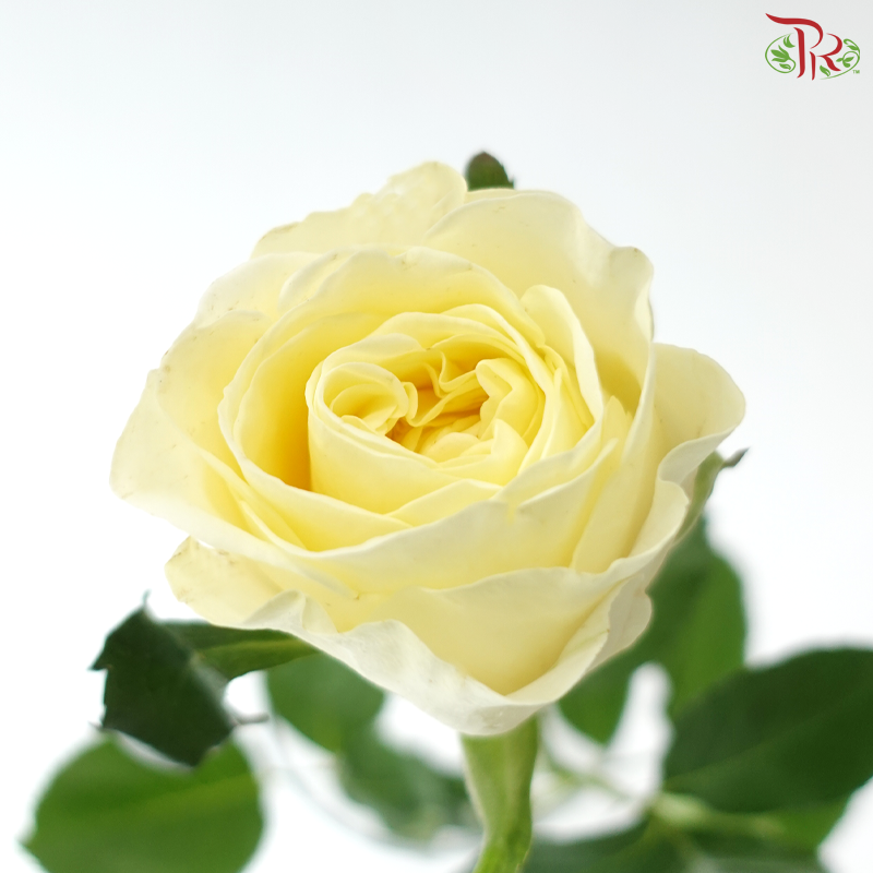 Rose - Feng Xue Zhi Xin 风雪之心 (10 Stems)