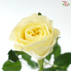Rose - Feng Xue Zhi Xin 风雪之心 (10 Stems)