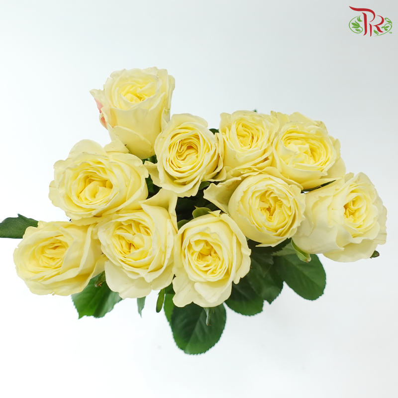 Rose - Feng Xue Zhi Xin 风雪之心 (10 Stems)