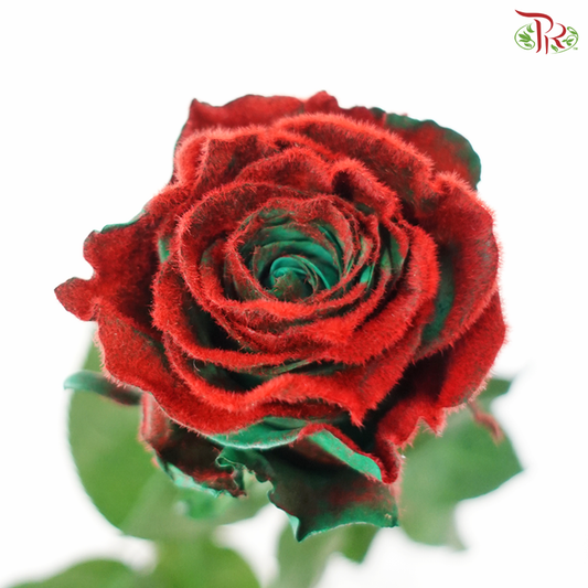Star Rose - Holly Velvet (10 Stems)