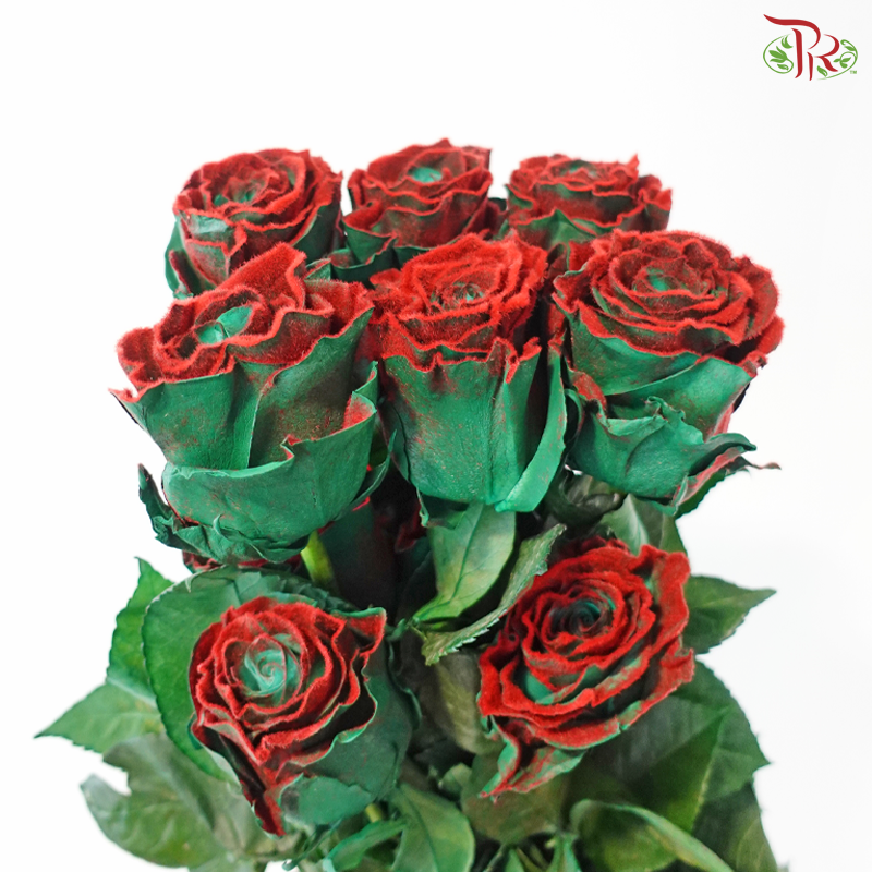 Star Rose - Holly Velvet (10 Stems)