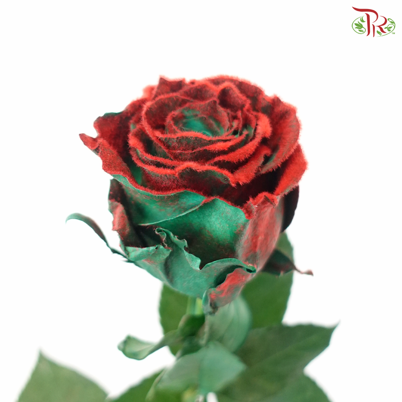 Star Rose - Holly Velvet (10 Stems)