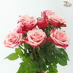 Rose - Ladybro (10 Stems)