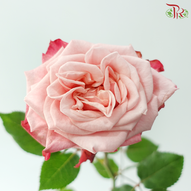 Rose - Ladybro (10 Stems)