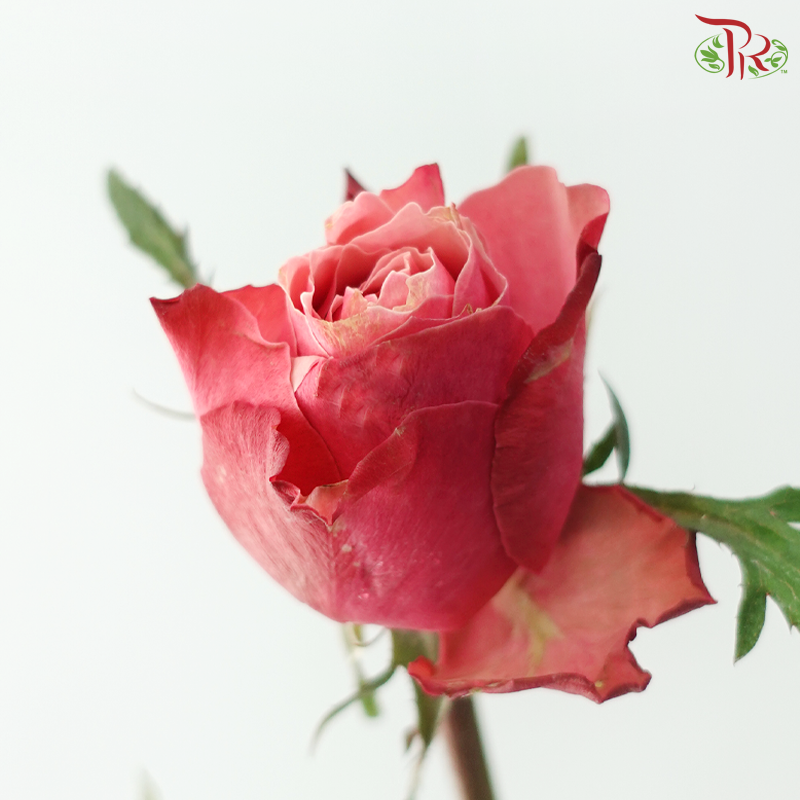 Rose - Ladybro (10 Stems)