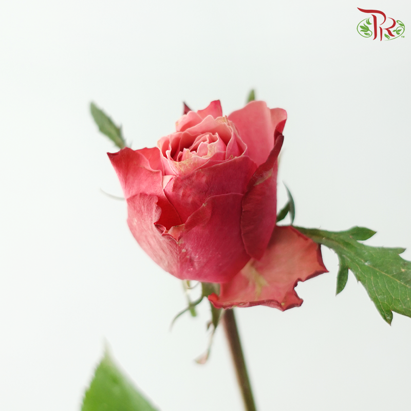 Rose - Ladybro (10 Stems)