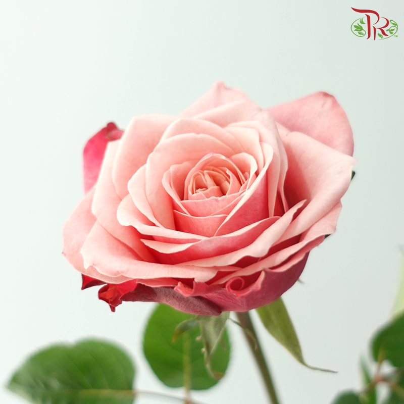 Rose - Ladybro (10 Stems)