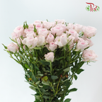 Rose Spray - Baby Lilac (Per Bunch)