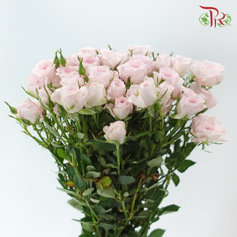 Rose Spray - Baby Lilac (Per Bunch)