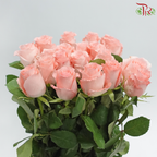 Rose - Little Pink (10 Stems)