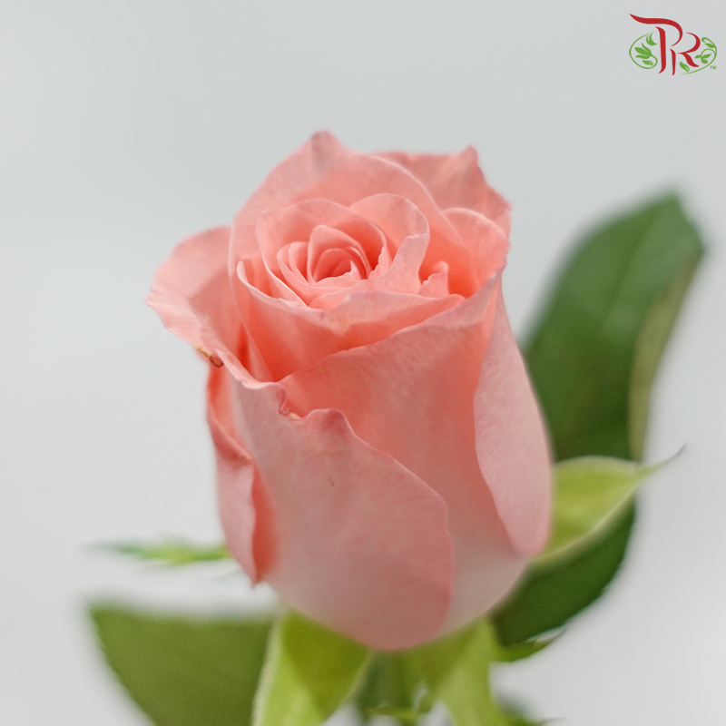 Rose - Little Pink (10 Stems)