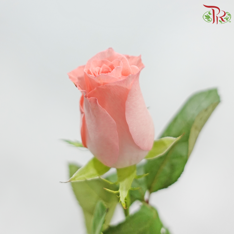 Rose - Little Pink (10 Stems)