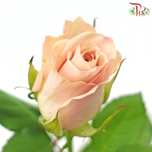Rose Menta - Vintage (20 Stems) - Pudu Ria Florist