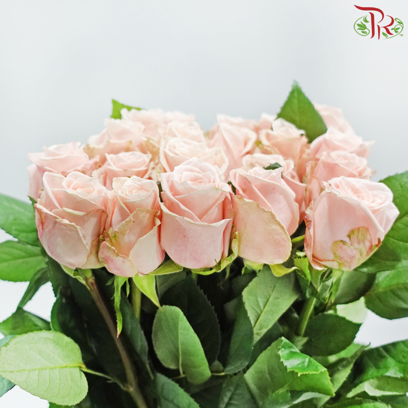 Rose - Marzipan ( 10 Stems )