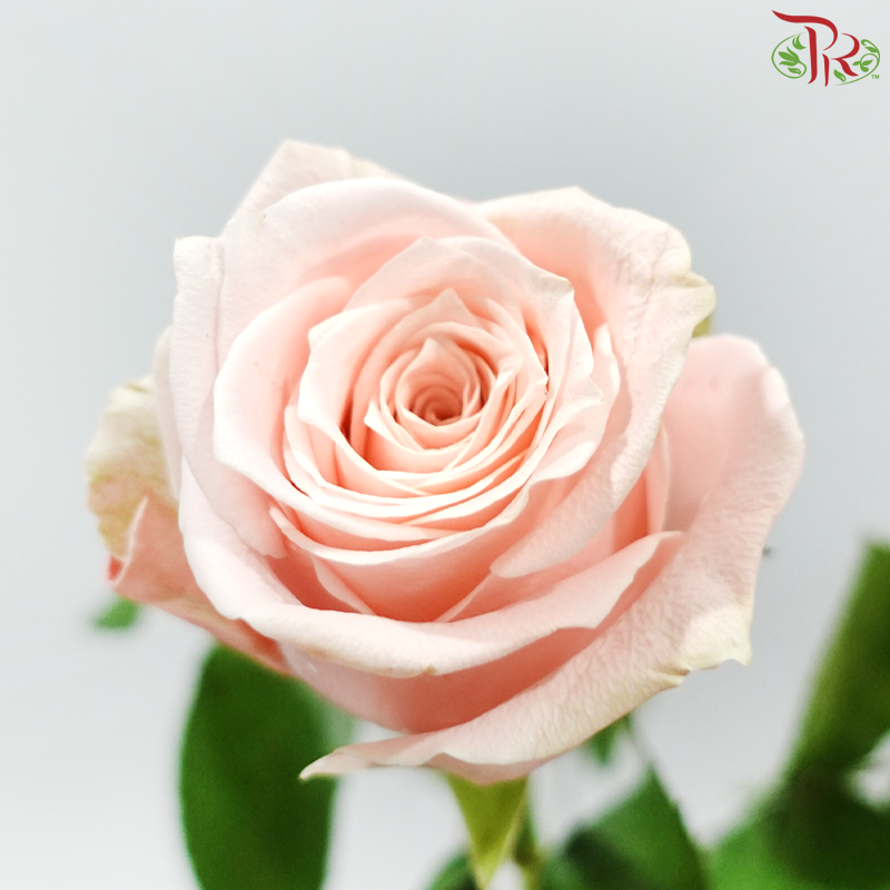 Rose - Marzipan ( 10 Stems )