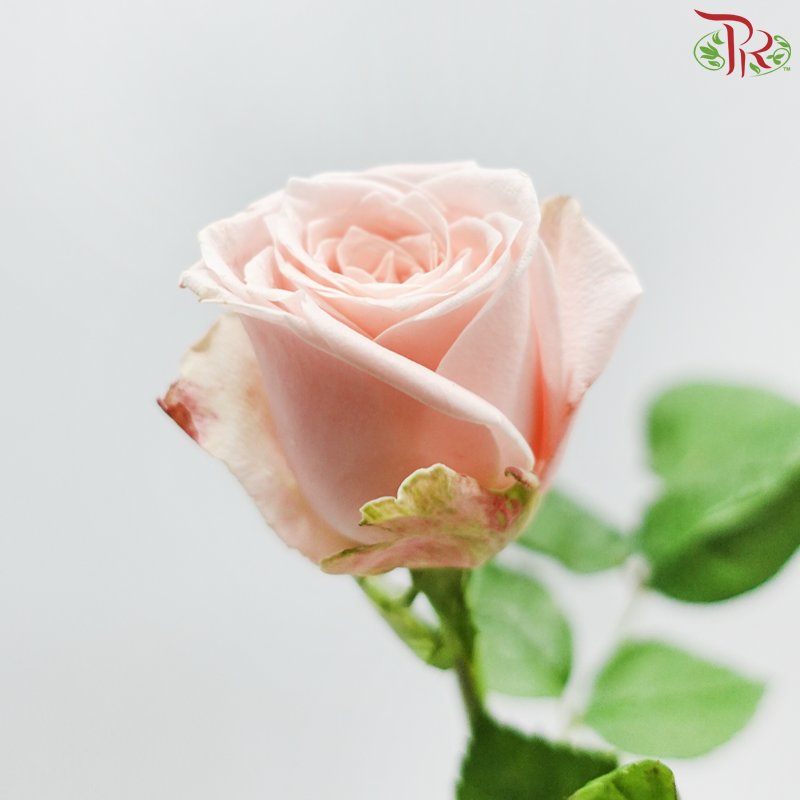 Rose - Marzipan ( 10 Stems )