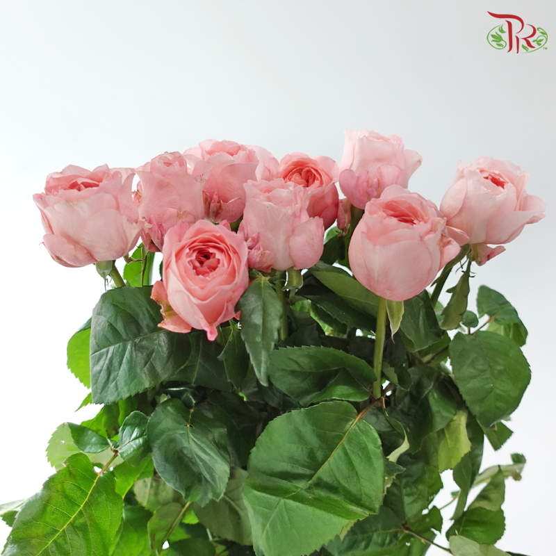 Rose - Mayfield 梅菲尔德 (10 Stems)
