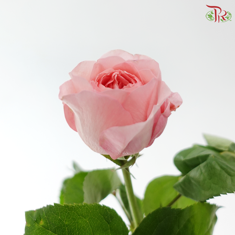 Rose - Mayfield 梅菲尔德 (10 Stems)