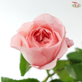 Rose - Mayfield 梅菲尔德 (10 Stems)