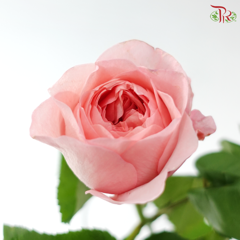 Rose - Mayfield 梅菲尔德 (10 Stems)