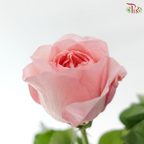 Rose - Mayfield 梅菲尔德 (10 Stems)