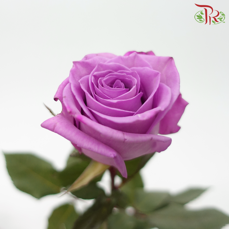 Rose - Purple (10 Stems) - Pudu Ria Florist