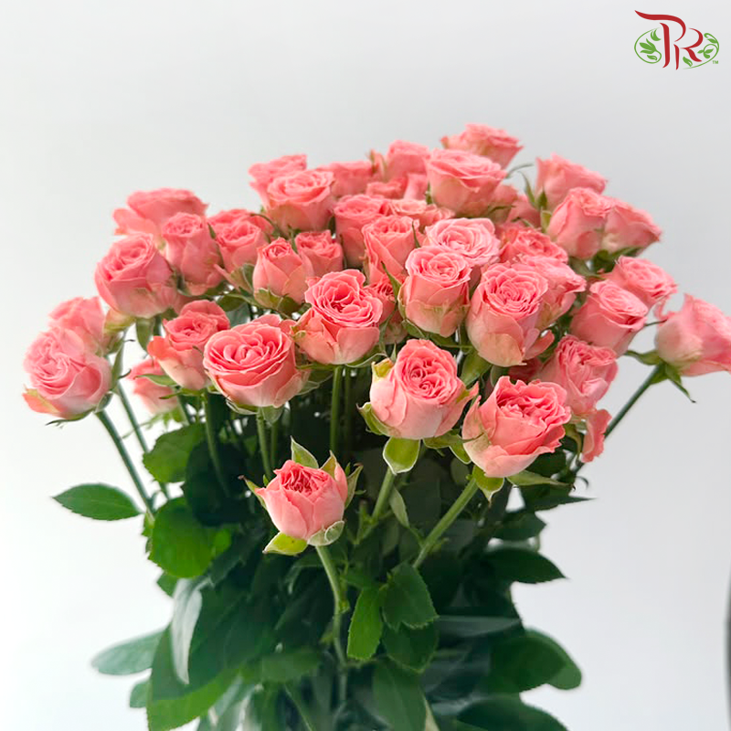 Rose Spray - Nan Hsiang Tzu 南乡子 (Per Bunch)