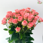 Rose Spray - Nan Hsiang Tzu 南乡子 (Per Bunch)