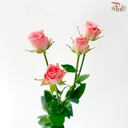 Rose Spray - Nan Hsiang Tzu 南乡子 (Per Bunch)