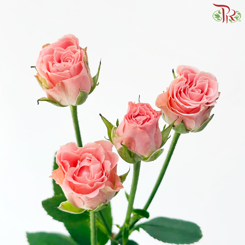 Rose Spray - Nan Hsiang Tzu 南乡子 (Per Bunch)