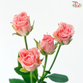 Rose Spray - Nan Hsiang Tzu 南乡子 (Per Bunch)