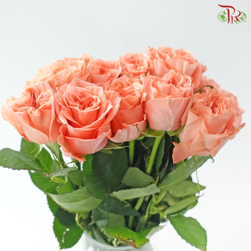 Rose (50cm) - Peach Blush (10 Stems)