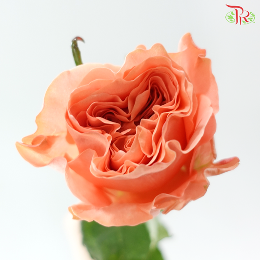 Rose (50cm) - Peach Blush (10 Stems)